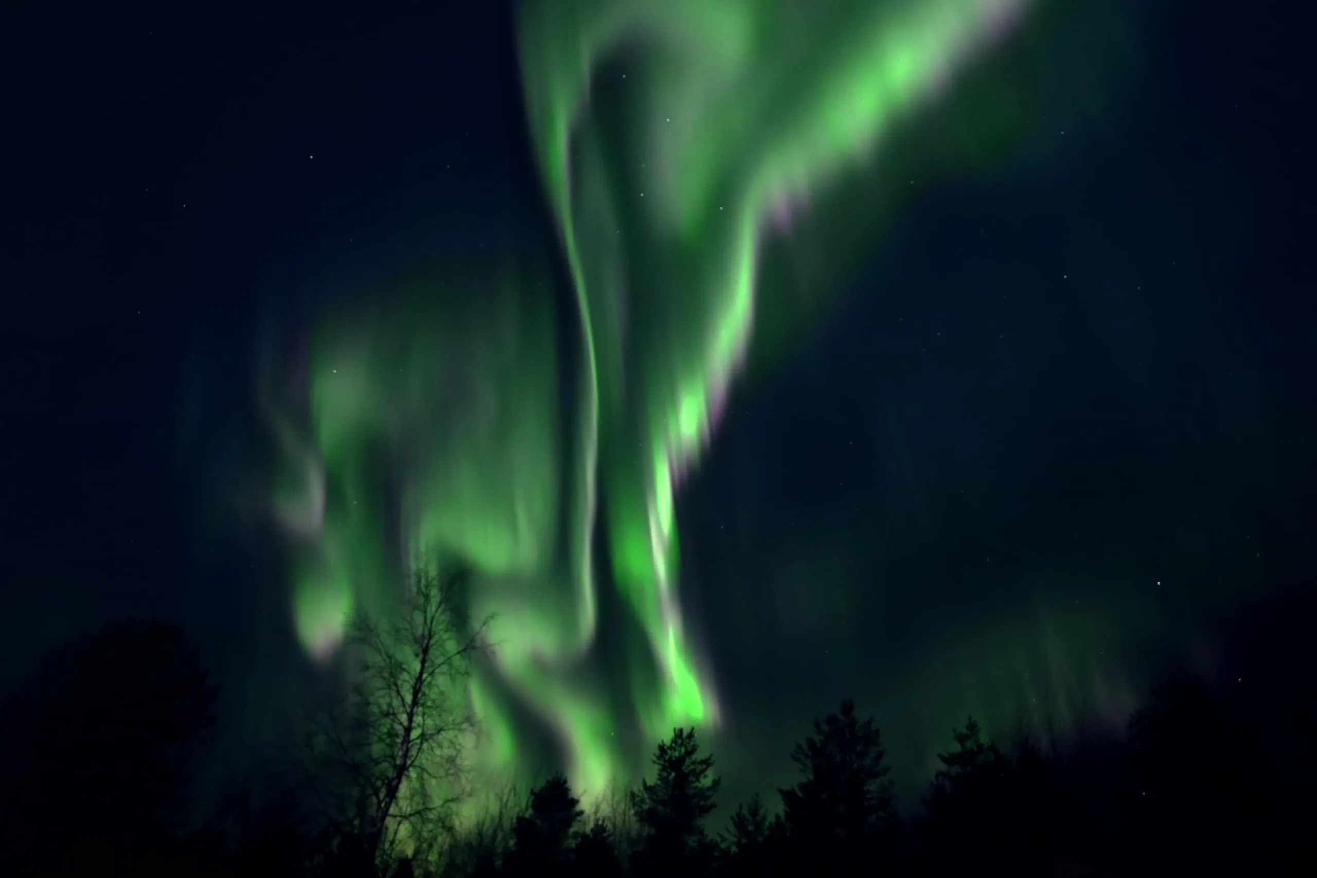 Groene noorderlichtslierten boven een donkere rand van naaldbomen.